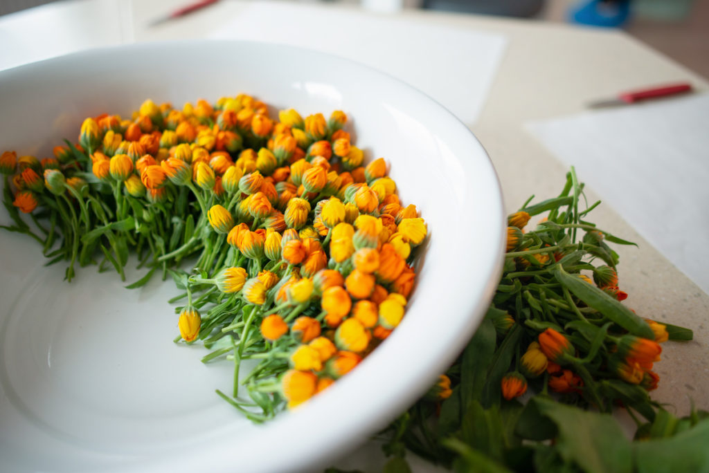 Ringelblume - Calendula officinalis