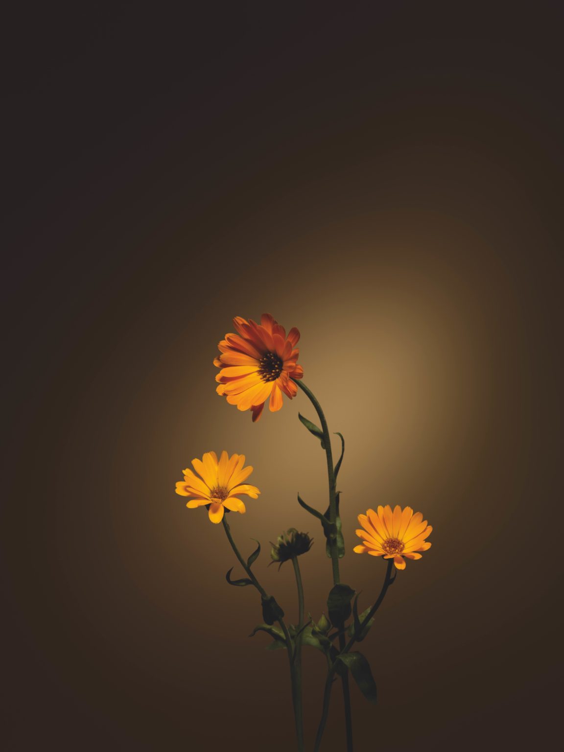 Ringelblume - Calendula officinalis