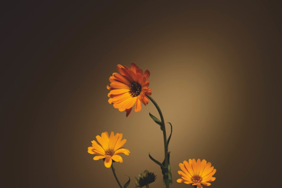 Ringelblume - Calendula officinalis