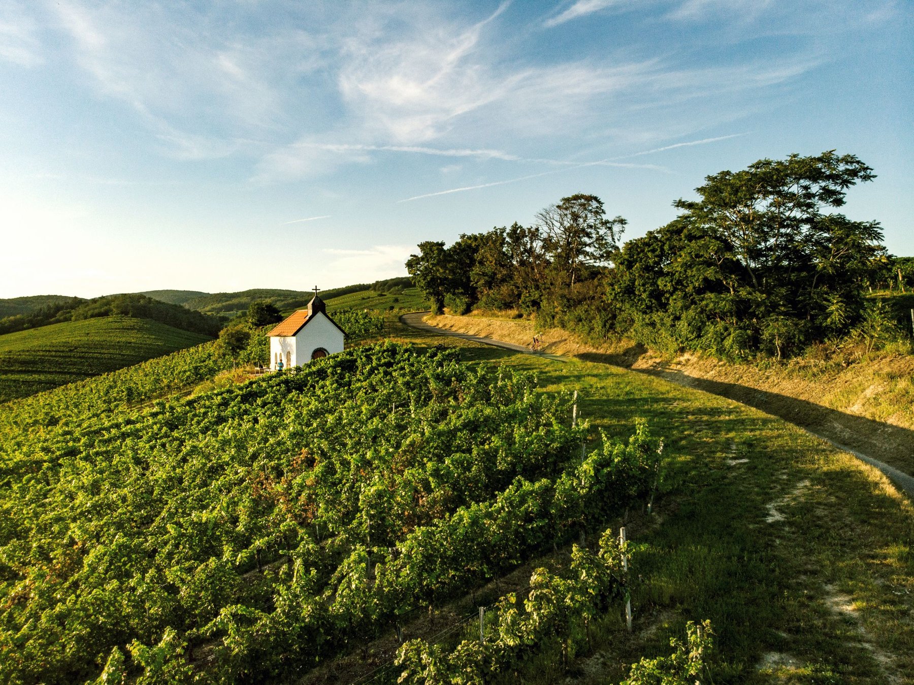 Weinberge im Blaufränkischland – WeinSteinWeg Neckenmarkt. © Burgenland Tourismus / wearegiving