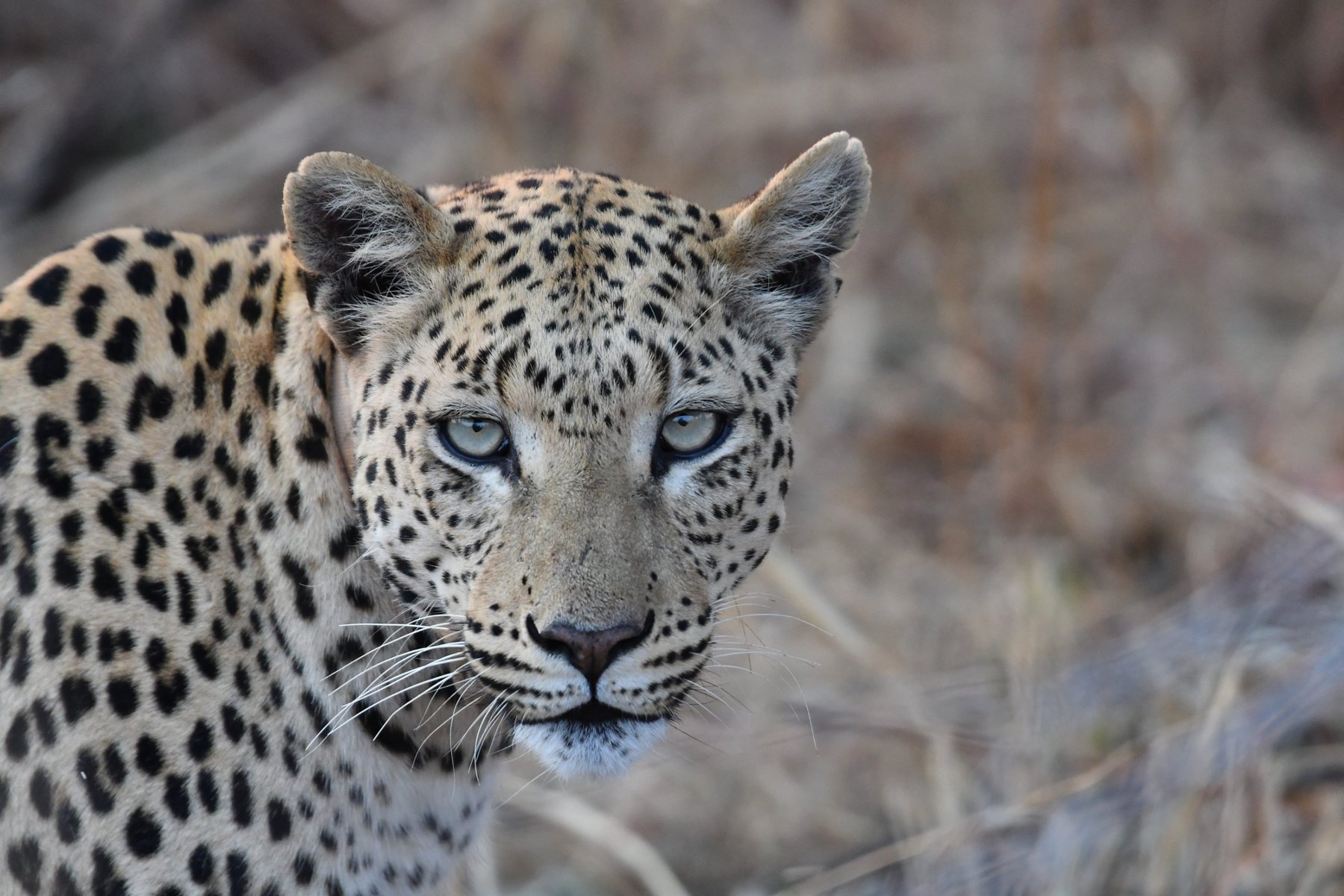 Begegnung mit einem Leoparden in der afrikanischen Wildnis.