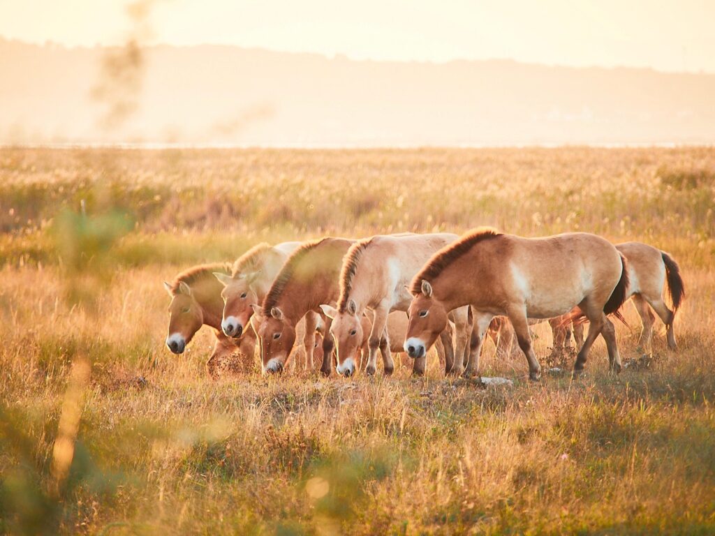 Przewalski-Pferde im Nationalpark Neusiedler See – Seewinkel. © Burgenland Tourismus / Peter Podpera